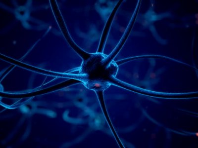 The Basics of Neurotransmission